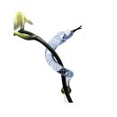 Längenverstellbarer Orchideenstab Schlange