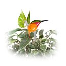 Dekospieß Kolibri rot-gelb-orange